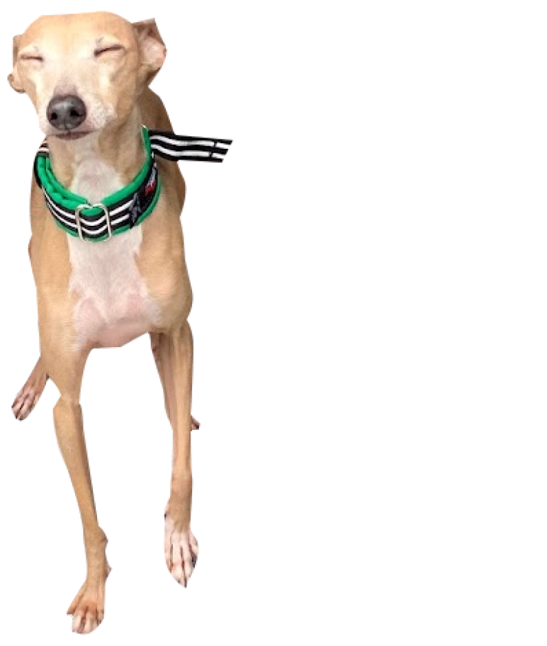 DOG02