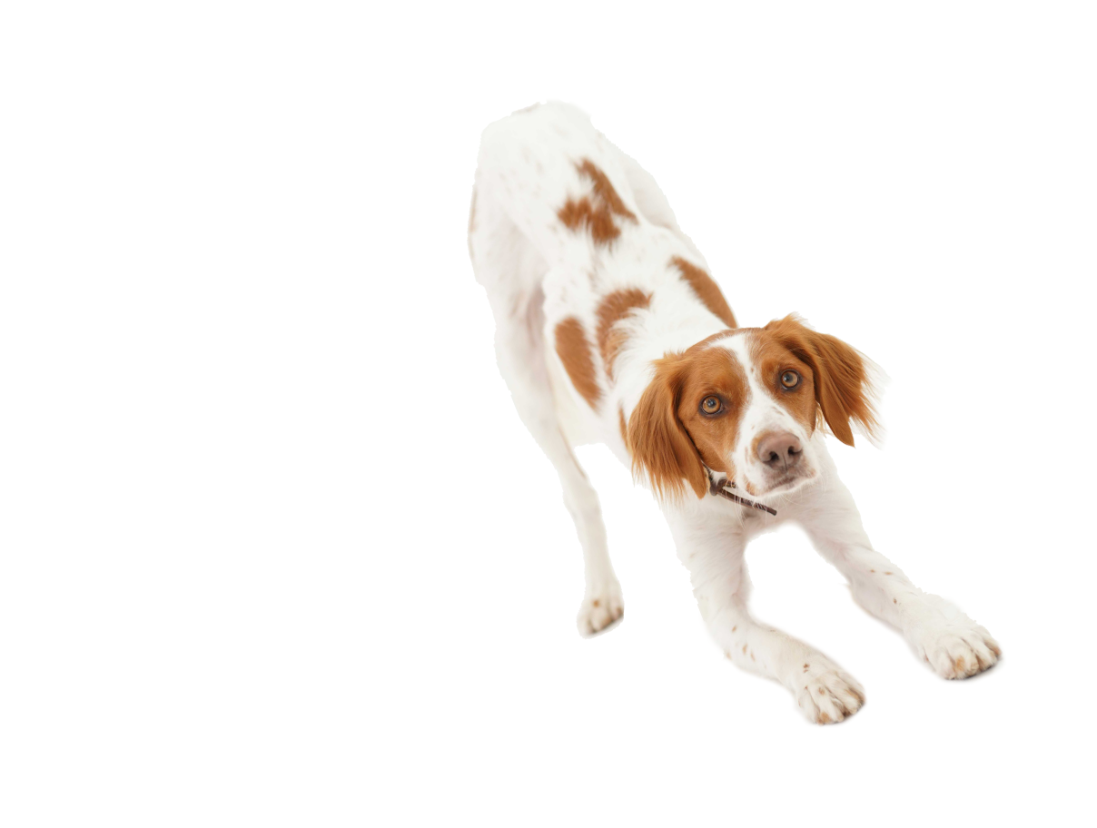 DOG03