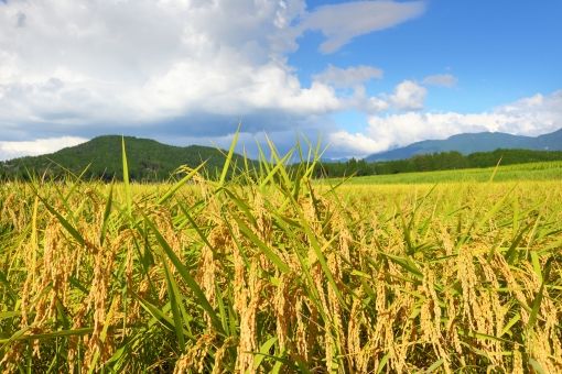 山あいの中の田んぼで稲刈りと新米おにぎり食べ放題 Carstay